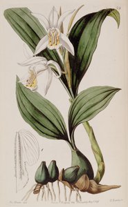 Coelogyne cumingii - Miss Drake